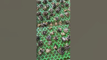 Cách ấp trứng ốc nhồi, đạt tỉ lệ nở cao nhất mà bạn chưa biết#55|ỐC NHỒI BẮC GIANG TV