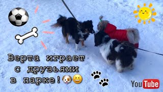 Весенние прогулки с собакой ши-тцу || Игры с собакой на улице! Весенние прогулки с собакой ши-тцу || Игры с собакой на улице!