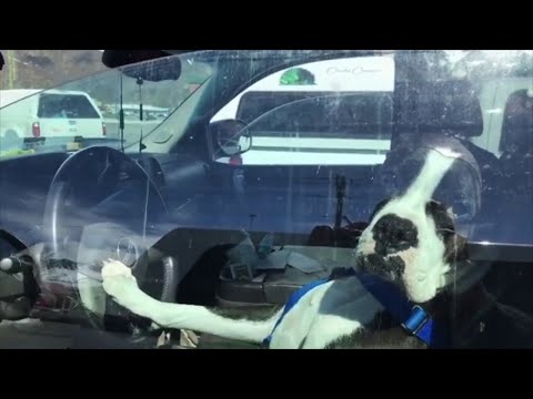 Impatient Pup Goes Loud || ViralHog