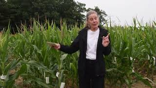 Corn Breeding at Cornell University