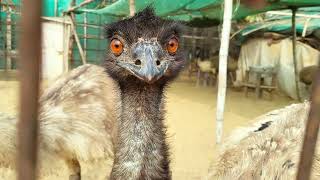 Emu Bird sound