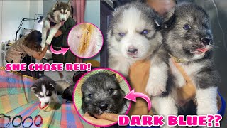 Agouti’s Eyes! | Mishka Goes Back To The Vet! | PUPPIES PICK THEIR COLLAR! | Husky Pack TV