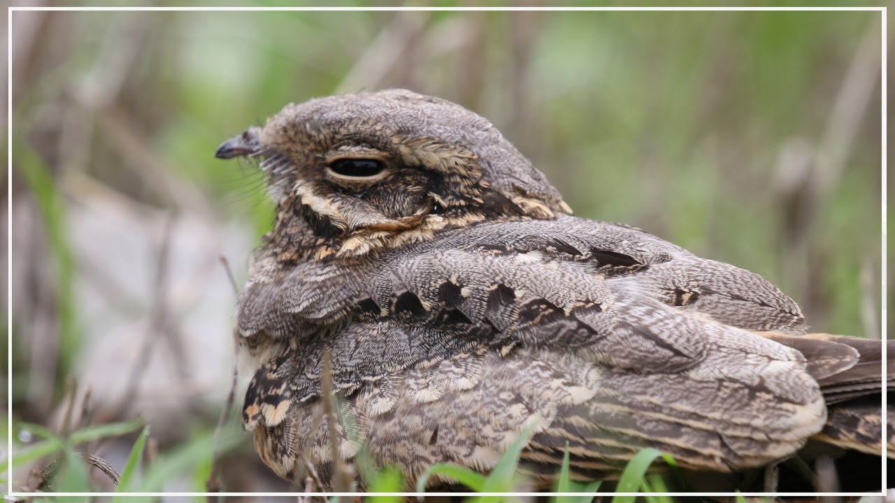 Searching for Indian Nightjar | Bird Photography and Video