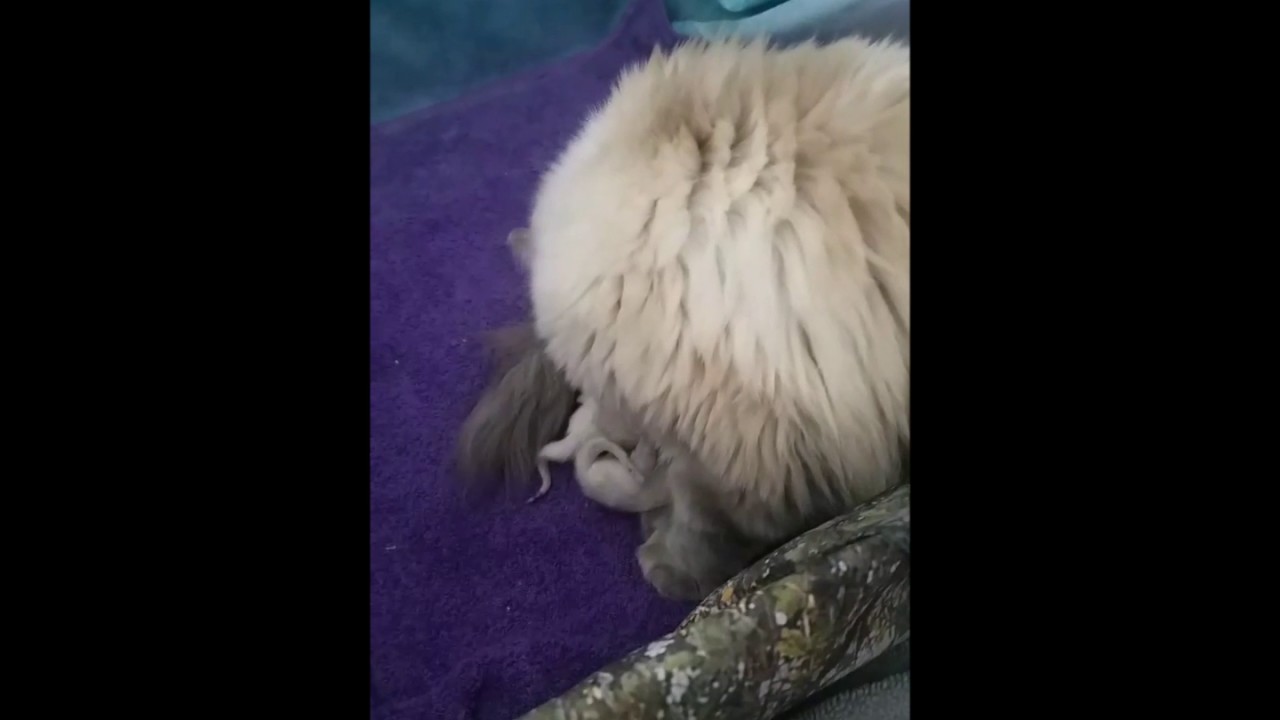 Hand Feeding Newborn Kittens 6/3/17 YouTube