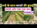 Cultivation of mustard along with sugarcane. Sowing of mustard with sugarcane. Sugarcane and Musturd Farming. Sugarcane and Mustard Mp3 Song