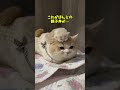 「あ、僕のこと呼んだ？✨」甘えん坊猫の心の声