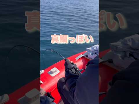 真鯛キター！と思ったらまさかの…           #真鯛#ゴムボート#タイラバ #山口県釣り