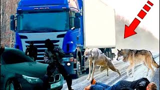 Bandits extorted money from a trucker, but then the wolves appeared! The real story!