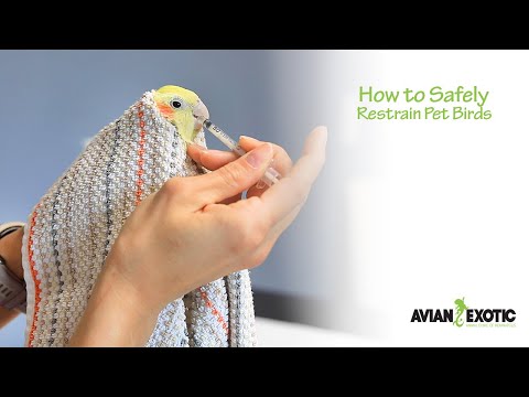 Video: Moet je een vogel in bedwang houden?