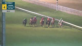 Vidéo de la course PMU PREMIO IRISH LOVER