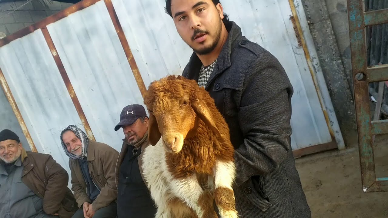 اسعار الأغنام والخيل والحمير مع بداية الربيع  اسعار خرافية #مع فضل نبهان