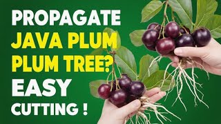 How to Propagate Java Plum Trees: Easy Cutting Technique