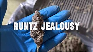 Bud of the Month September