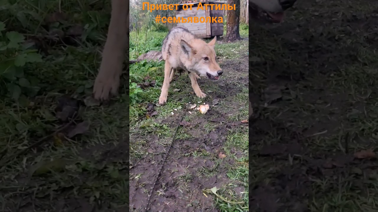 Аттила на прогулке 