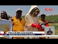 Beekeepers fear decline in honey production