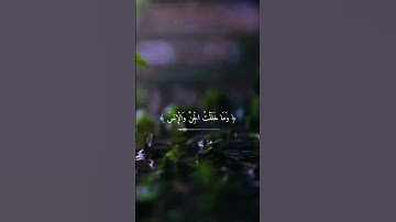 وما خلقت الجن والانس الا ليعبدون الشيخ ياسر الدوسري تلاوة هادئة 🤍✨