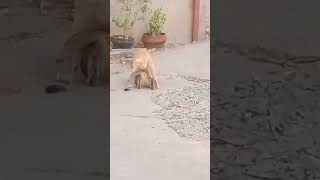 Cat Mating|Natures Fan