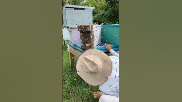 Quick swarm catch 🐝 #farmher #queenbee #honeybees #swarm