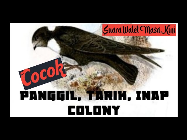 SUARA WALET MASA KINI, MAMPU PIKAT COLONY. SATU UNTUK SEMUA (Link Ada Dideskripsi) class=