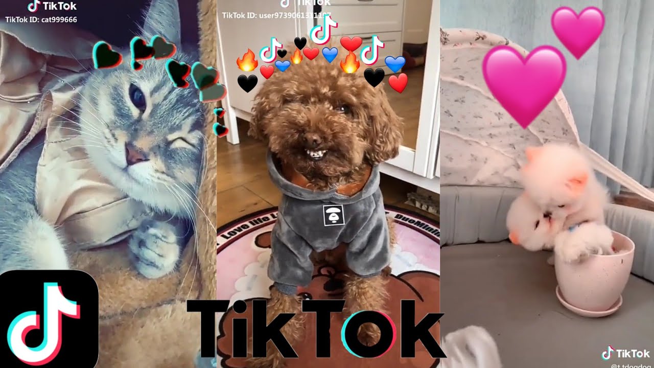 The cute dog//Tiktok//à¹'â™¡ - YouTube