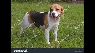 Fucking Dogs