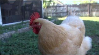 Fort Myers leaders asked to allow backyard hens