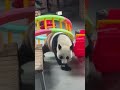 珍大玩他最喜歡的玩具,玩好了就找奶爸要小零食補充能量🤣 #大熊貓珍大 #來這吸熊貓 #大熊貓 #一起看熊貓 #可愛到犯規
