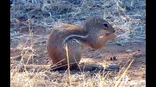 Striped Ground Squirrel  Explore org 03 February 2021