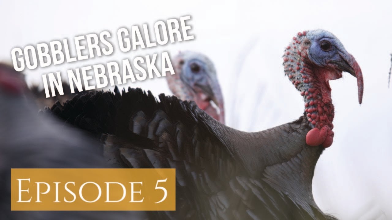 Hunter CATCHES WILD Turkey!