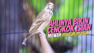 AHLINYA BIKIN CENGKOK ISIAN MEWAH FAVORITE - MASTERAN BLACKTHROAT GACOR SUARA JERNIH AUTO BUNYIAN