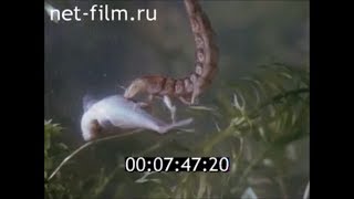 Пресноводные хищники: жук плавунец и стрекоза. Враги мальков рыб Пресноводные хищники: жук плавунец и стрекоза. Враги мальков рыб