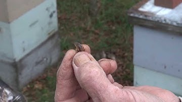 Michael Palmer - Queens Have Handles!