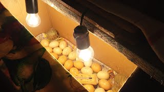 Инкубатор из коробки/Температура/ Режим/Повторная инкубация в этом году/8-ой день инкубации яиц