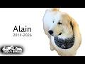 アランが旅立ちました。 Great Pyrenees グレートピレニーズ