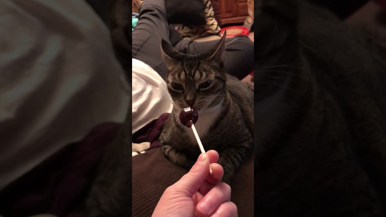 Cat eating a lollipop YouTube