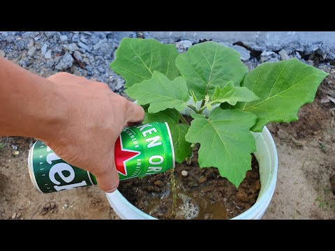 Video: Alus kaip trąša – ar alus tinka augalams ir vejoms