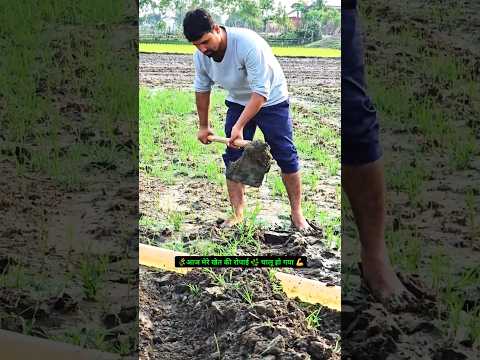 मेरे खेत की रोपाई चालू हो गया 🌾💪 #shorts #viral #khetibadi #vlog