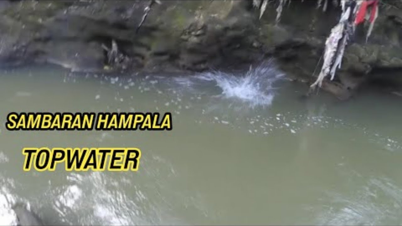 TOPWATER EXPLOSION‼️ SAMBARAN HAMPALA TOPWATER  || MANCING IKAN HAMPALA CISADANE
