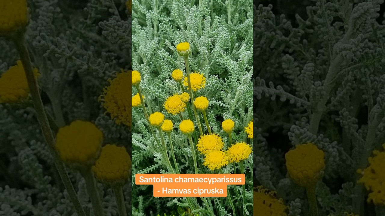 Santolina chamaecyparissus - Hamvas cipruska
