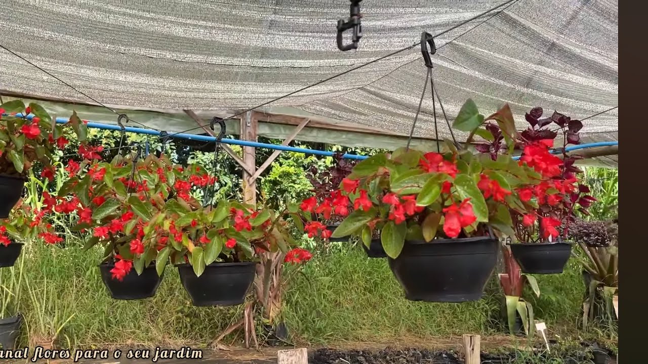Nunca imaginei encontrar tantas flores lindas em um só lugar