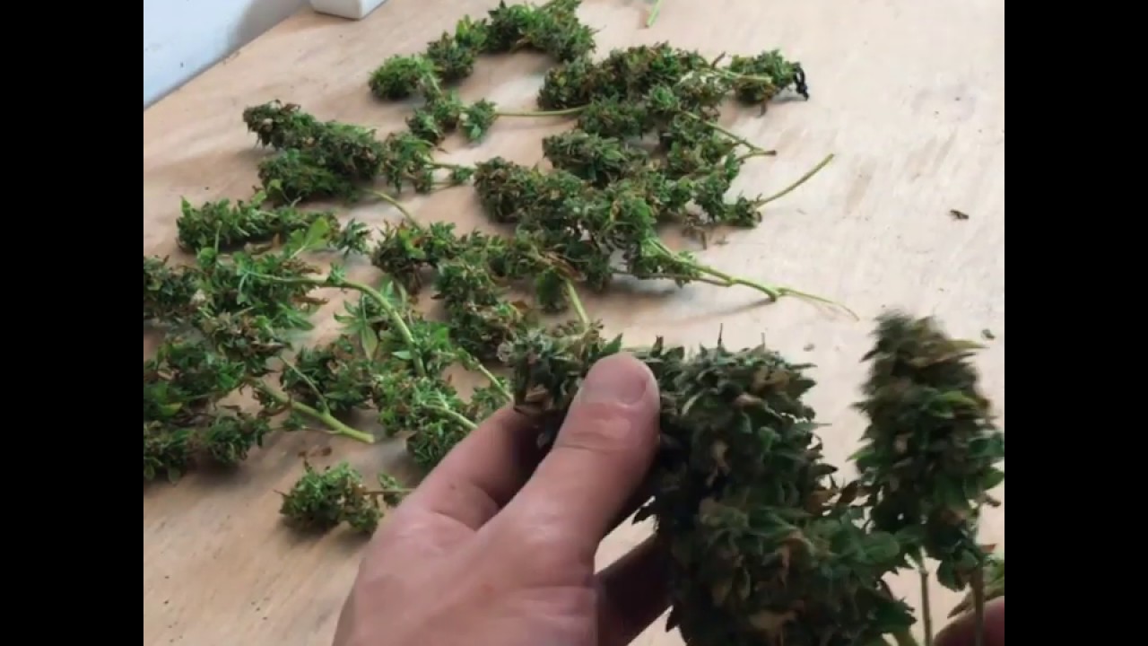 Space Bucket - Harvest