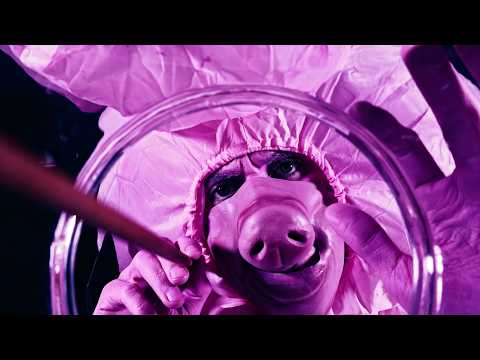 meet the god-pig... asmr