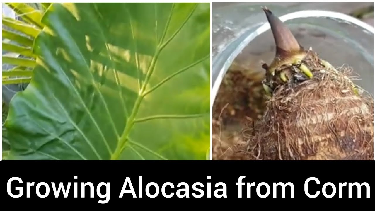 Alocasia Odora from Corms Germination Elephant Ears from Corms YouTube