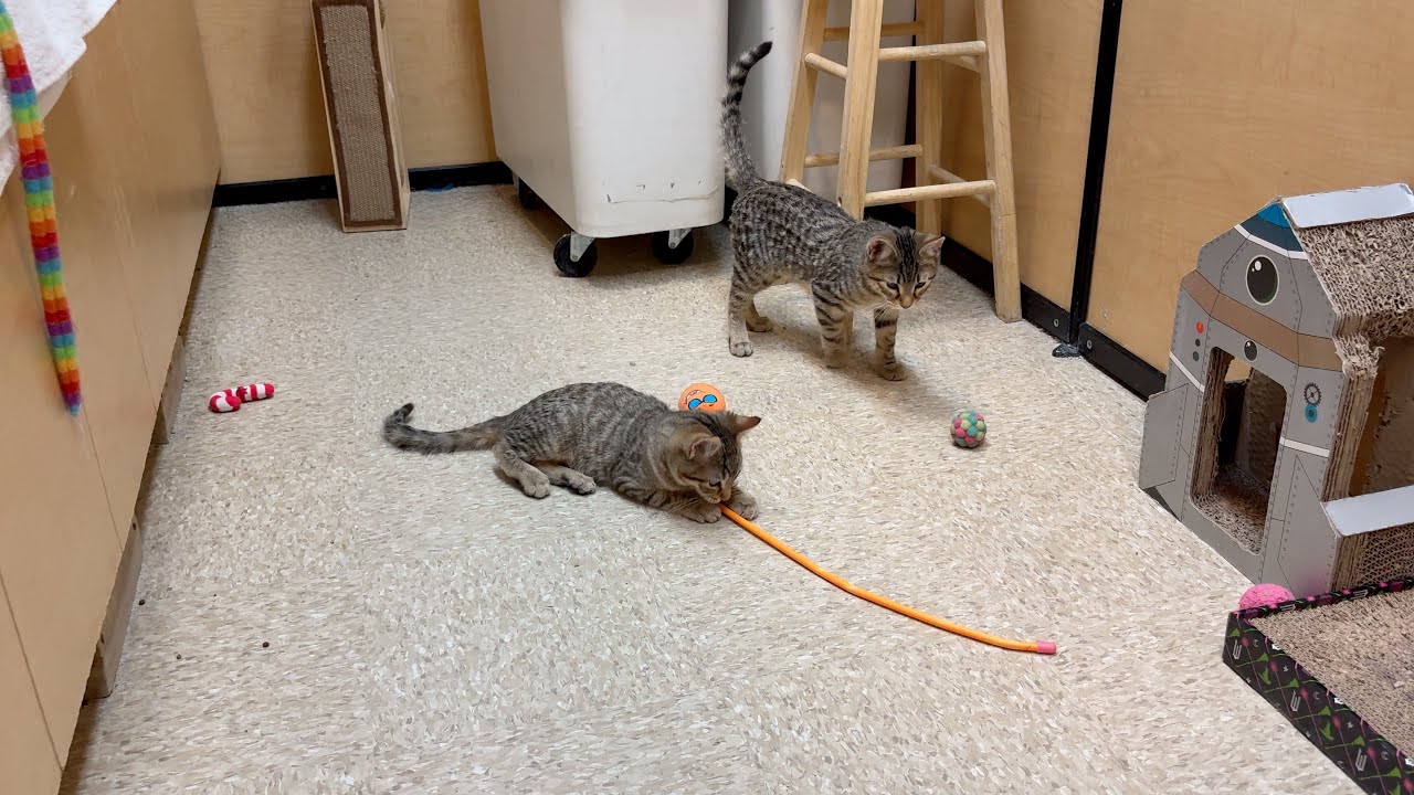 Playful Adonis & Shy-Sweet Future | 4-Month-Old Kittens Looking for Love 🐱 (2025 December 20)