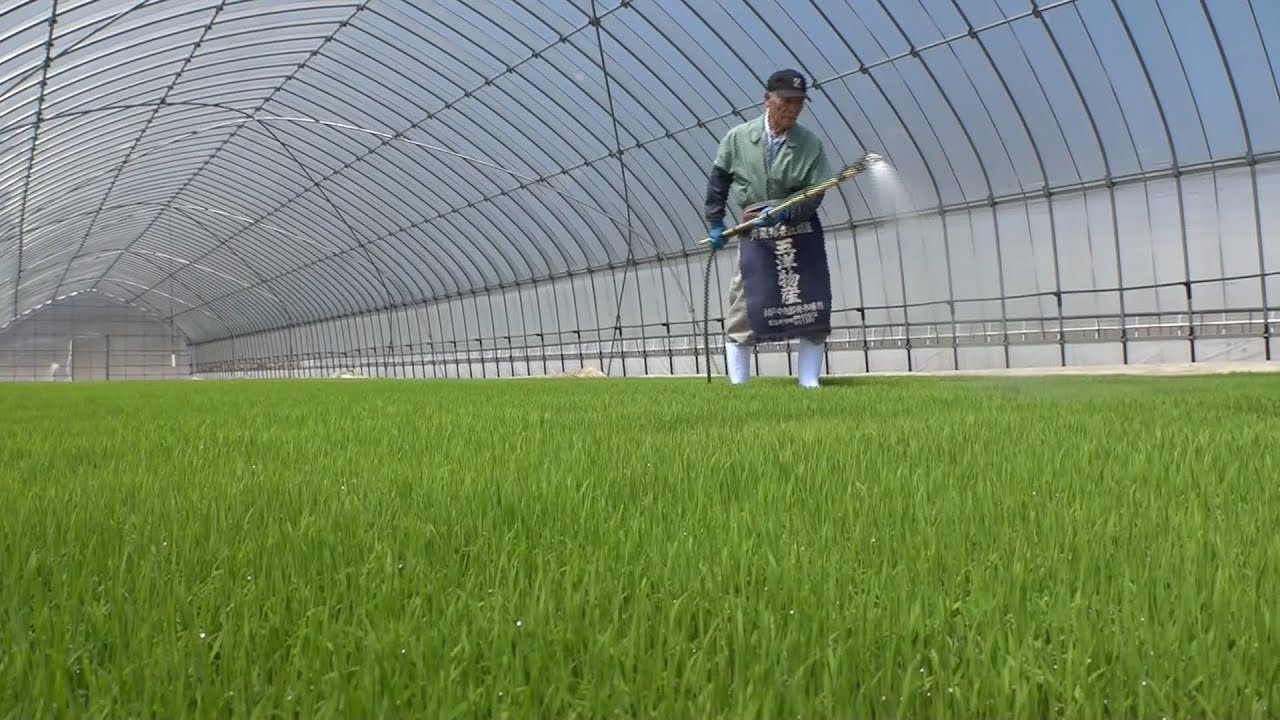 いよいよ田植えシーズン 稲の苗作り進む 岡山 新見市 Youtube