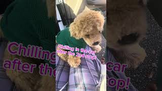 Another Outing Ill Show The New Plushie When She Is Cleandry