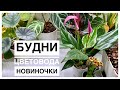 Будни цветовода | Новиночки | 22.04.2022г.