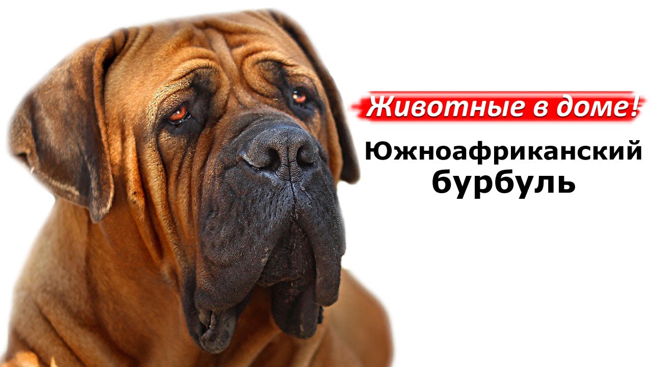 Южноафриканский бурбуль