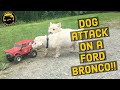 Dogs attack a ford bronco