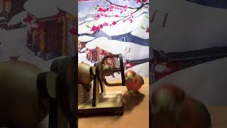Bird Training:smart lovebird parrot l smart little cute parrot #training#smartparrot#cute